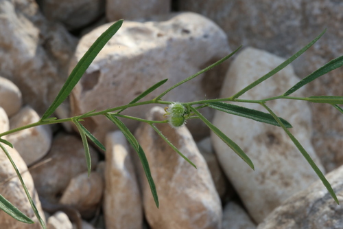 Image of Tragia leptophylla by (c) Reid Hardin, some rights reserved (CC BY)