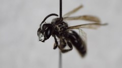 Andrena