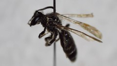 Andrena