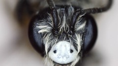 Andrena
