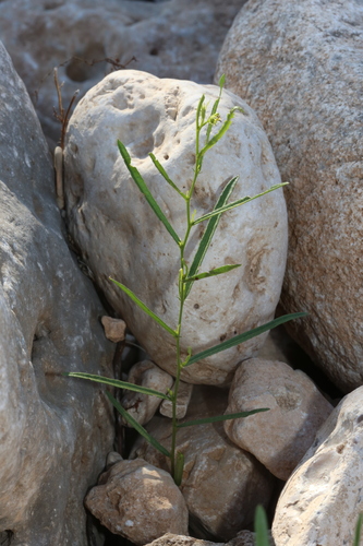 Image of Tragia leptophylla by (c) Reid Hardin, some rights reserved (CC BY)
