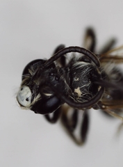 Andrena