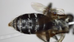 Andrena