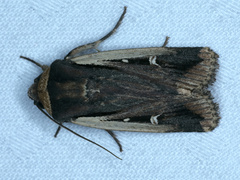 Proteuxoa tortisigna