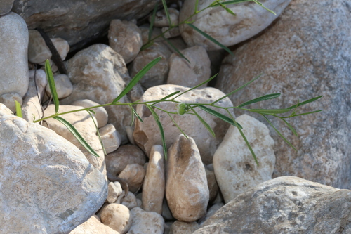 Image of Tragia leptophylla by (c) Reid Hardin, some rights reserved (CC BY)