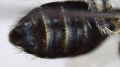 Andrena