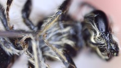 Andrena
