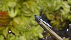 Orthetrum luzonicum