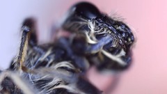 Andrena