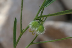 Tragia leptophylla