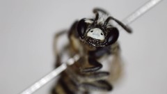 Andrena