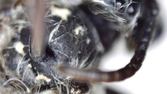 Andrena