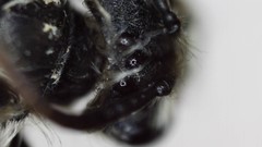 Andrena