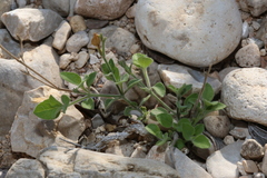 Carlowrightia torreyana