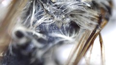 Andrena