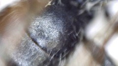 Andrena