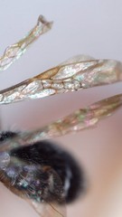 Andrena
