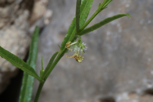 Image of Tragia leptophylla by (c) Reid Hardin, some rights reserved (CC BY)