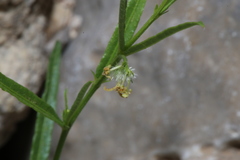 Tragia leptophylla