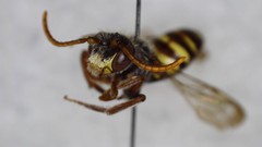 Nomada bethunei