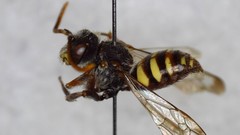 Nomada bethunei