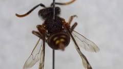 Nomada bethunei