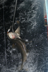 Carcharhinus longimanus