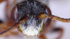 Nomada bethunei