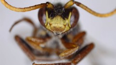 Nomada bethunei