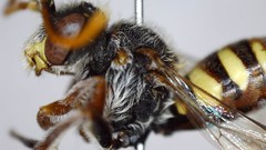 Nomada bethunei