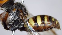 Nomada bethunei