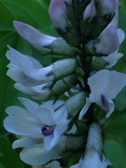 Astragalus robbinsii
