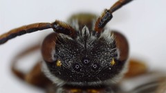 Nomada bethunei