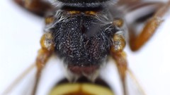 Nomada bethunei