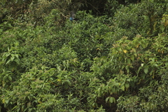 Cyanolyca viridicyanus