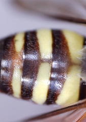 Nomada bethunei
