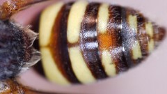 Nomada bethunei