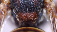Nomada bethunei