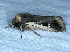 Proteuxoa tortisigna