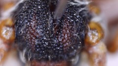 Nomada bethunei