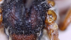 Nomada bethunei