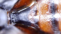 Nomada bethunei