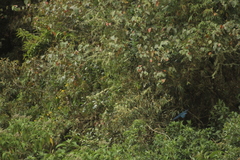 Cyanolyca viridicyanus