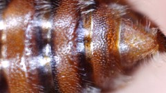 Nomada bethunei