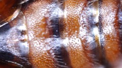 Nomada bethunei