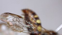 Nomada bethunei