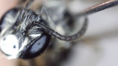 Andrena