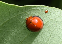 Chilocorus circumdatus