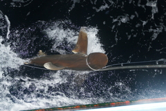 Carcharhinus longimanus