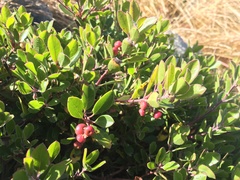 Arctostaphylos franciscana